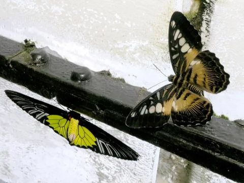 Two butterflies Stock Photos