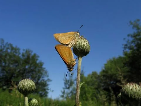 Two butterflies Stock Photos