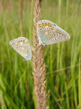 Two butterflies Stock Photos