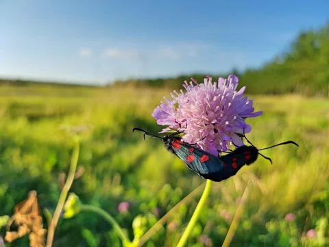 Two butterflies Foto stock