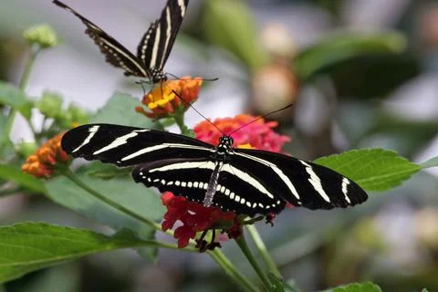Two Butterflies Stock Photos