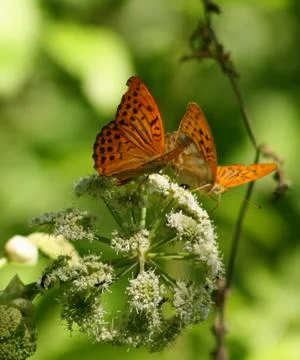 Two butterflies playing flower Stock Photos