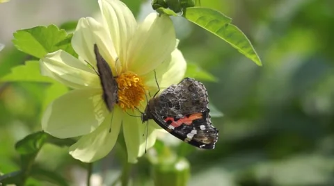 Two butterflies polinating a flower Stock Footage 68084207