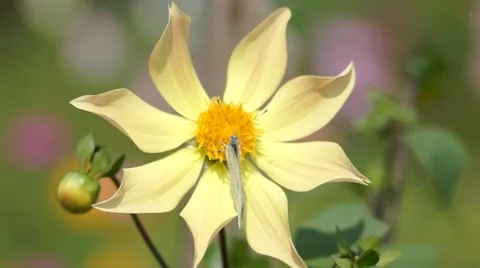 Two butterflies polinating a flower 動画素材 68084271