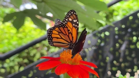 Two butterflies pollinating a red flower in a garden Stock Footage 335287386