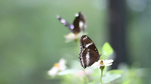 Two Butterflies In Rack Focus Stock Footage 22008853