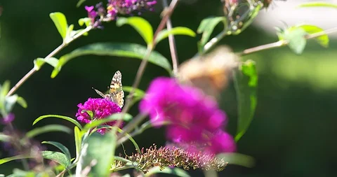 Two Butterflies Rack Focus Stock Footage 129046113