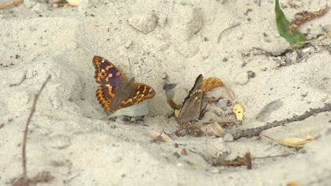 Two butterflies sit close-up on a sandy surface Stock Footage 146107903