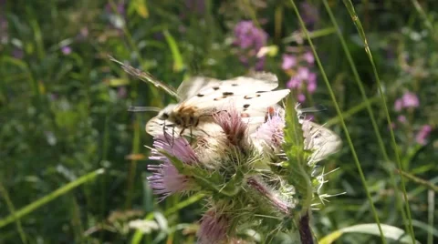 Two butterflies sit on a flower Stock Footage 45380726