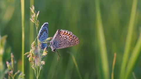 Two butterflies sit on one green grass. Stock Footage 103612791