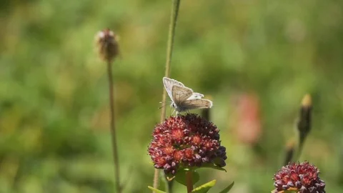 Two butterflies sitting on red flower in meadow, slow motion Stock Footage 129614366