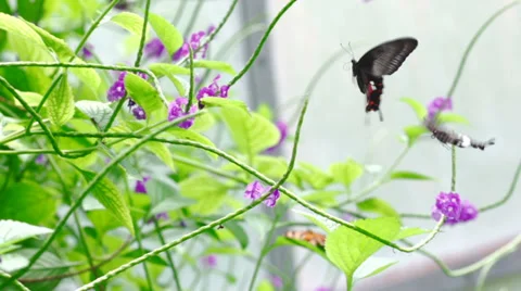 Two butterflies Slow motion Stock Footage 39818933