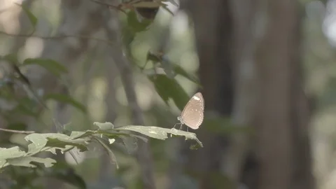 Two Butterflies in Slowmotion Vídeos de archivo 112231572