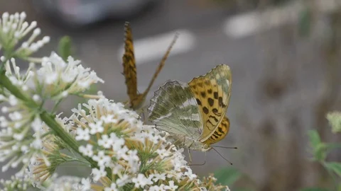 Two butterflies sucking nectar from flowers in garden on a sunny day Stock Footage 106203353