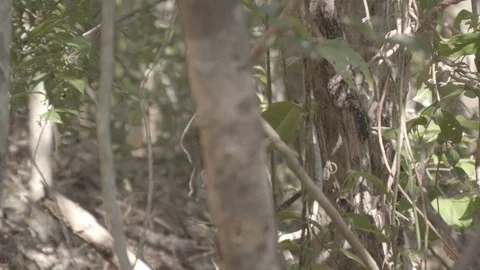 Two Butterflies in trees in slow motion Vídeos de archivo 112231573