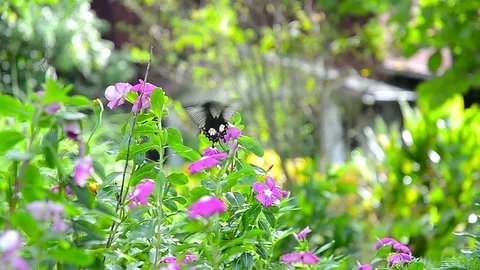 Two butterfly flying on the flower 库存影片 77917167