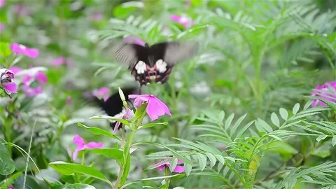 Two butterfly flying on the flower Stock Footage 77918115