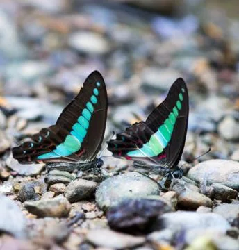 Two butterfly of the same kind on the ground in the forest Foto stock