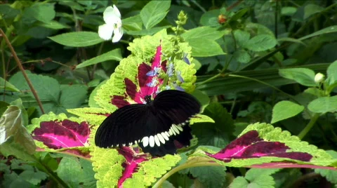 Two butterfly sits on the flower. It collects nectar Stock Footage