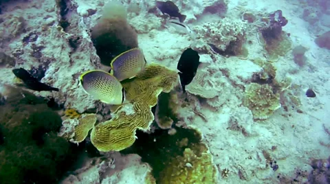 Two Butterflyfish are seen while diving the Indian Ocean in Zanzibar, Tanzania. Stock Footage 35509998