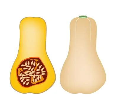 Two butternut squash on a white background Stock Illustration