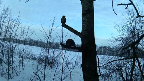 Two buzzards on a branch, winter 스톡 동영상 149130442