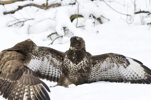 Two buzzards fight over prey in high snow Stock Photos