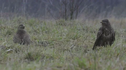 Two buzzards on the meadow - male and female. Stock Footage 68671830