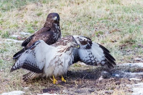 Two buzzards with remains of a dead wild boar Stock Photos