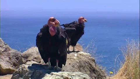Two Ca Condors perched on a rock Video stock 79901003