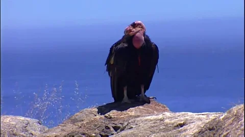 Two Ca Condors perched on a rock 스톡 동영상 79901056