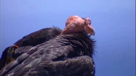Two Ca Condors perched on a rock Stock Footage 79901289