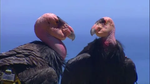 Two Ca Condors perched on a rock Video stock 79901318