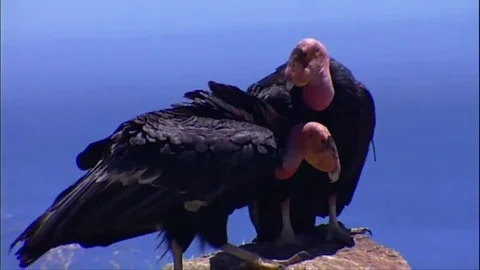Two Ca Condors perched on a rock Stock Footage 79901319