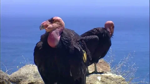 Two Ca Condors perched on a rock Stock Footage 79901349