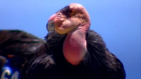 Two Ca Condors perched on a rock Stock Footage 82831549