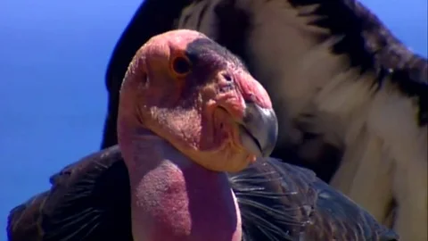 Two Ca Condors perched on a rock Stock Footage 82876023