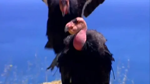 Two Ca Condors perched on a rock Stock Footage 82876295