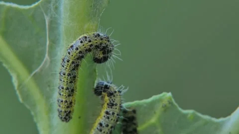 Two cabbage butterfly caterpillars eating cabbage leaf Stock Footage 332663028