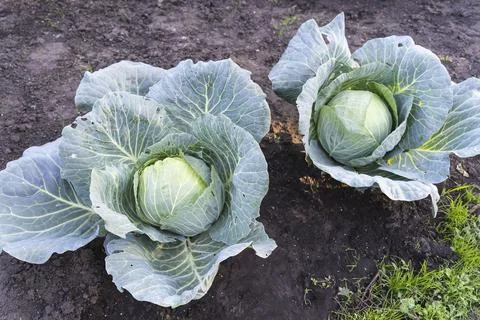 Two Cabbage grows in the organic open ground in the garden. Fresh Organic Stock Photos