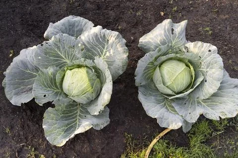 Two Cabbage grows in the organic open ground in the garden. Fresh Organic Stock Photos