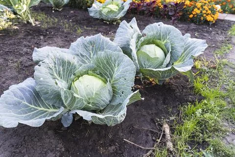 Two Cabbage grows in the organic open ground in the garden. Fresh Organic Stock Photos