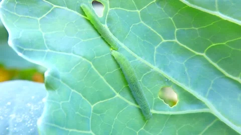 Two cabbage looper larvae worms on a cabbage leaf, 4k 스톡 동영상 339511799