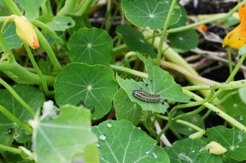 Two cabbage white caterpillars on a half-eaten nasturtium leaf Foto stock