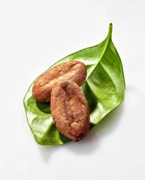 Two cacao beans Stock Photos