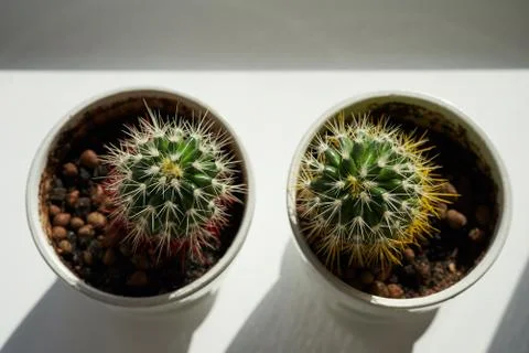 Two cacti in ceramic pots on the windowsill Stock Photos