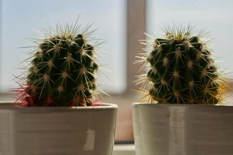 Two cacti in ceramic pots on the windowsill Stock Photos