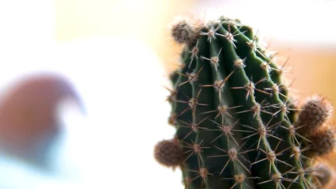 Two cacti. Panorama. Stock Footage 103862187