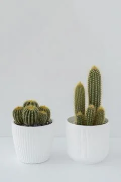 Two cacti in white pots stand on a white table. Stock Photos
