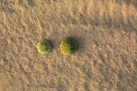 Two cactus green without thorns lying on the sand 写真素材